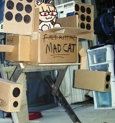 Mad Cat in Cardboard Fort