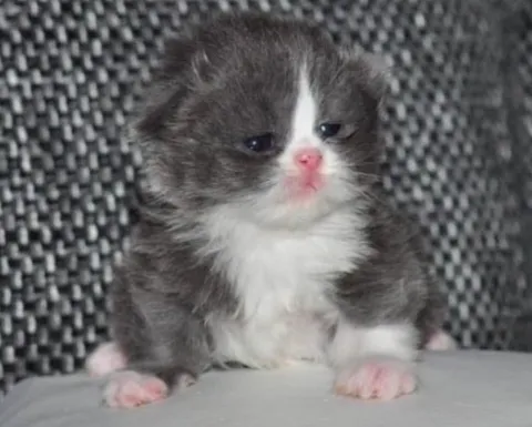 Грустный маленький котёнок