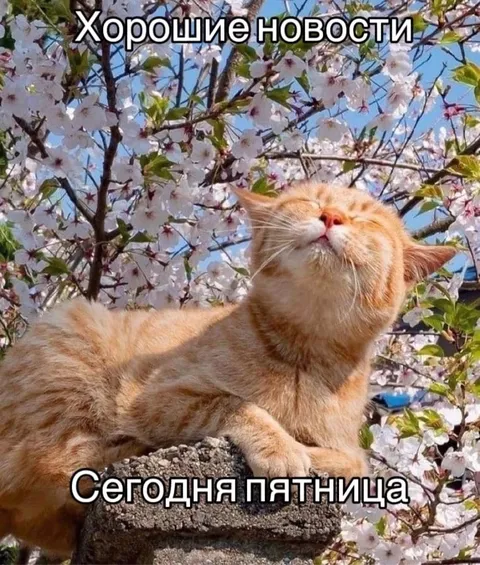 Сегодня пятница — хорошие новости