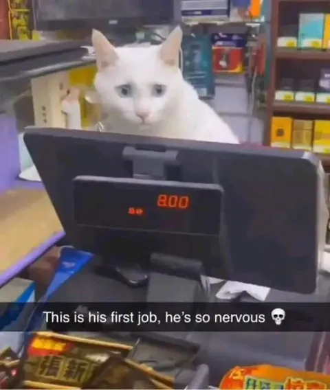 Nervous Cat’s First Job