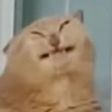 Уставший кот крупным планом