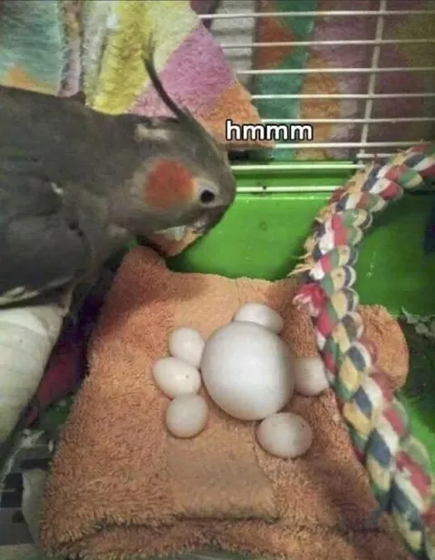 Cockatiel Inspecting Tiny Eggs
