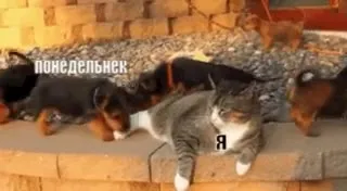 Кот переживает понедельник