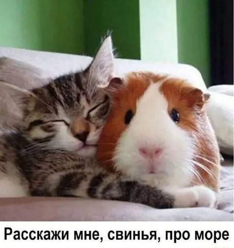 Кот просит рассказать про море