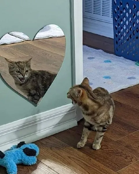 Кот увидел себя в сердце