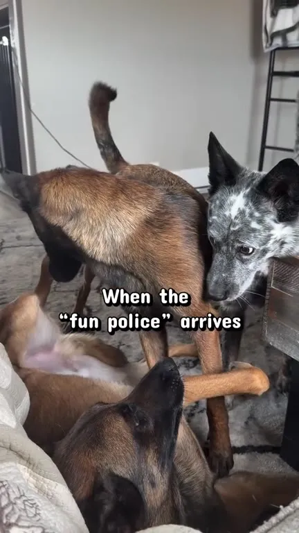 When the Fun Police Arrives