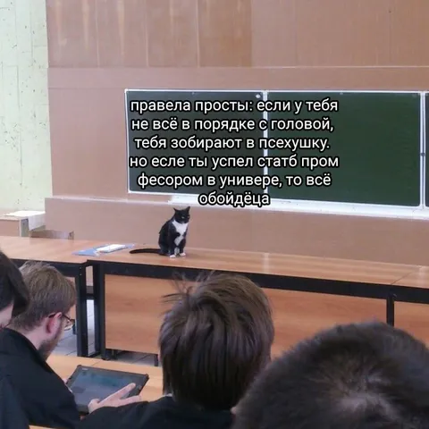 Профессорский кот в университете