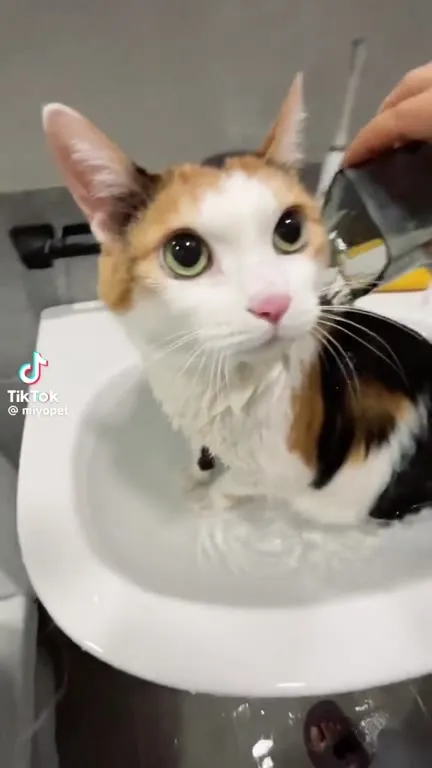 Кошка принимает ванну