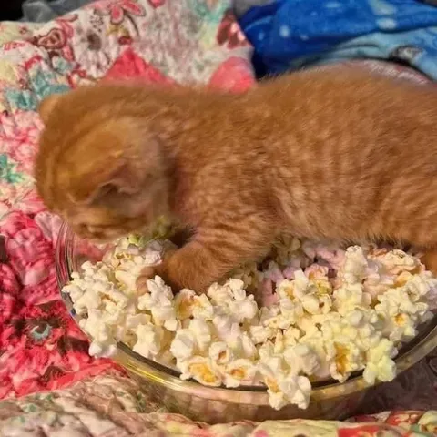 Кот уснул в попкорне