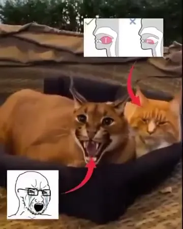 Рысь кричит на сонного кота