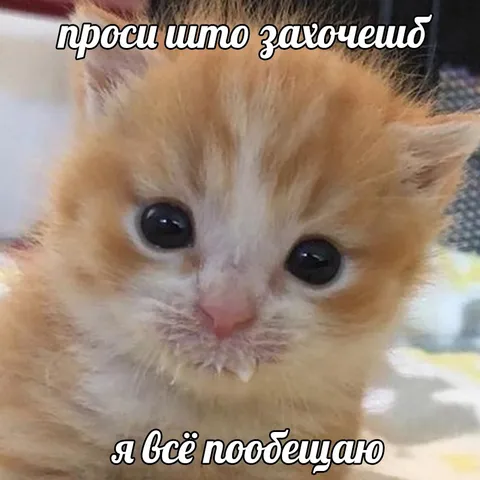 Котёнок всё пообещает