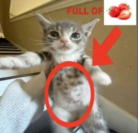 Kitten Full of Strawberries