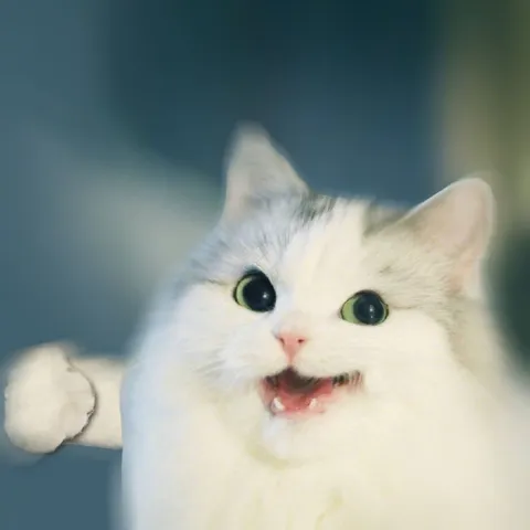 Белый кот удивлённо мяукает