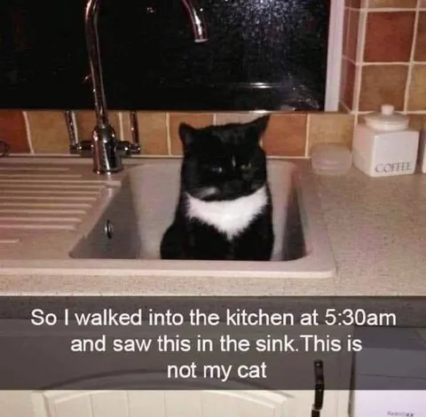 Not My Cat in the Sink