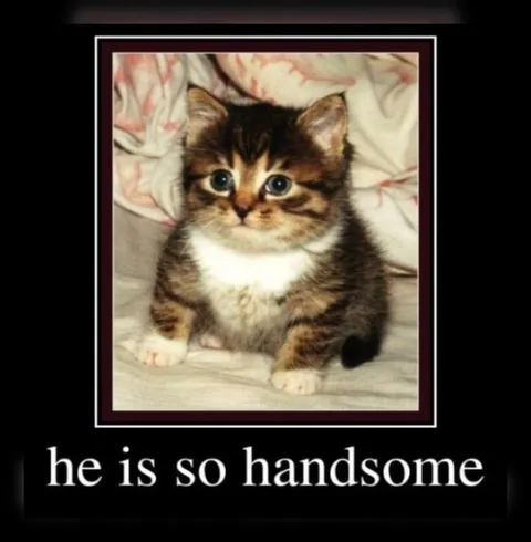 He Is So Handsome Kitten