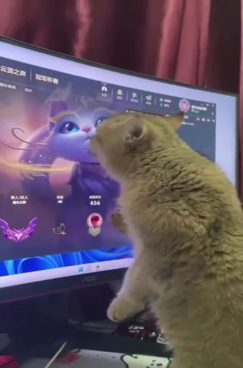 Кот смотрит на кота в игре