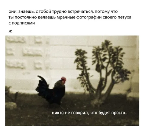Мрачные фотографии петуха