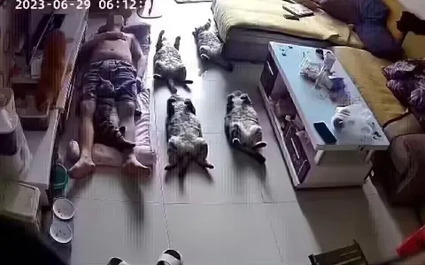 Крокодилы лежат рядом с хозяином