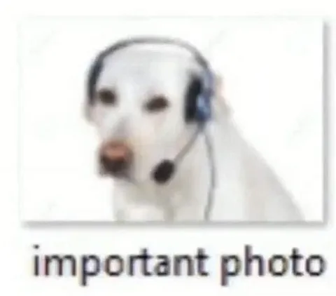 Important Photo Dog