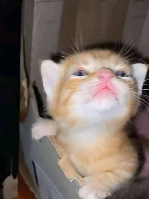 Недовольный кот с поднятой лапой