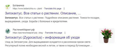 Зигокактус: плохие новости