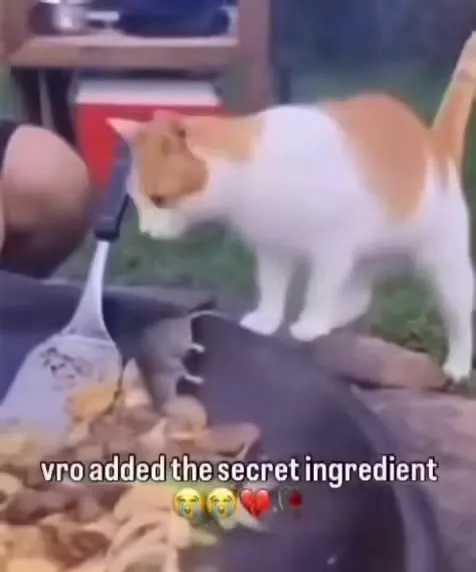 Cat Adds the Secret Ingredient