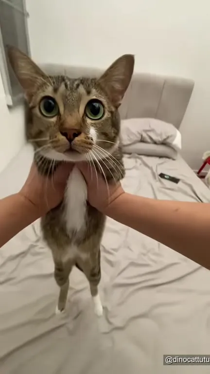 Кот превращается в сырный шарик