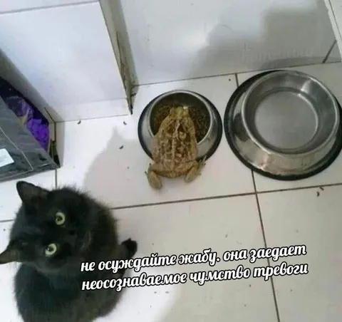 Кот и тревожная жаба