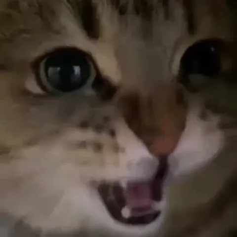Кошачий калейдоскоп эмоций