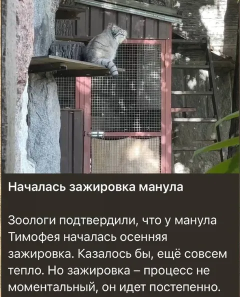 Зажировка манула Тимофея