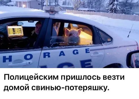 Полицейские везут свинью домой