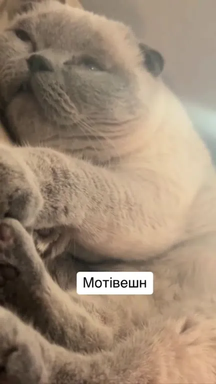 Мопс без мотивации
