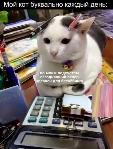 Кот готов к бесёбингу