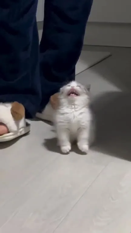 Котёнок просит маму