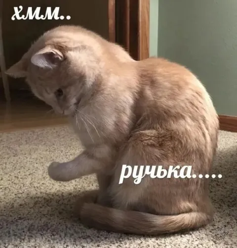 Кот задумался о ручке