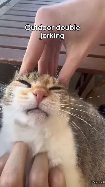 Outdoor Double Jorking Cat