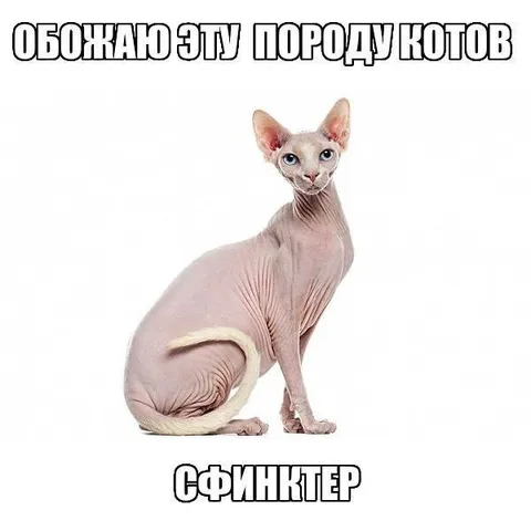 Обожаю эту породу котов