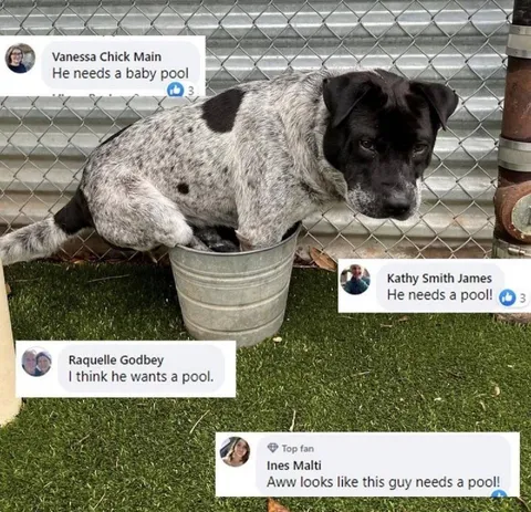 Dog Needs a Pool
