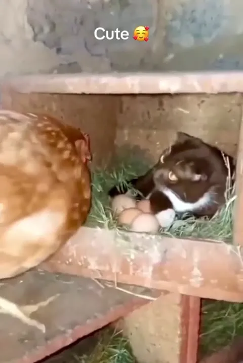 Кот среди куриных яиц