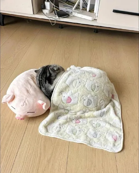 Кот спрятался под пледом