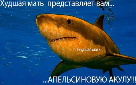 Апельсиновая акула
