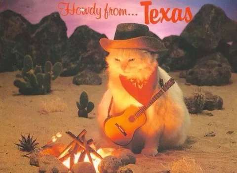Howdy from Texas Cat