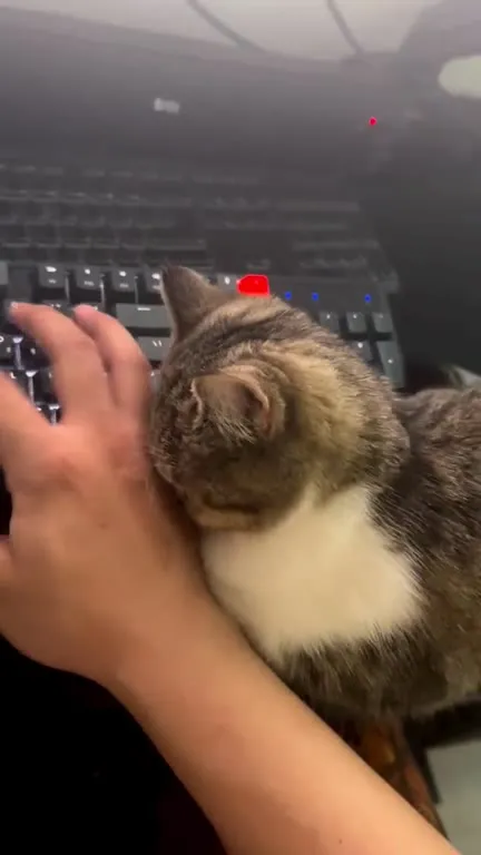 Кот мешает печатать