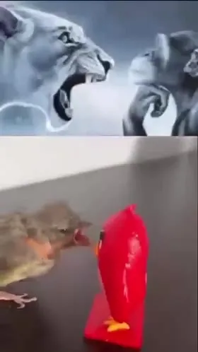 Когда грозный вид ничего не значит