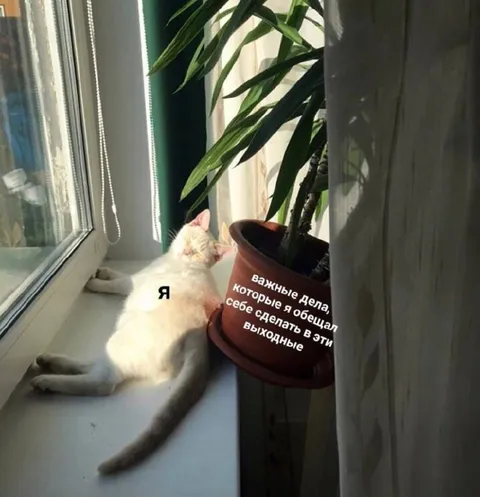 Кот и важные дела