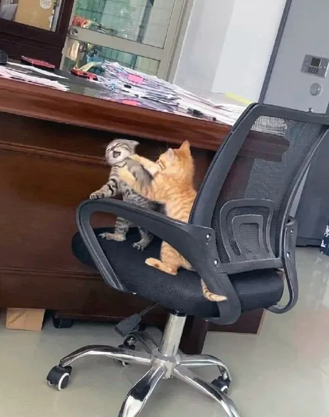 Котята выясняют отношения в кресле