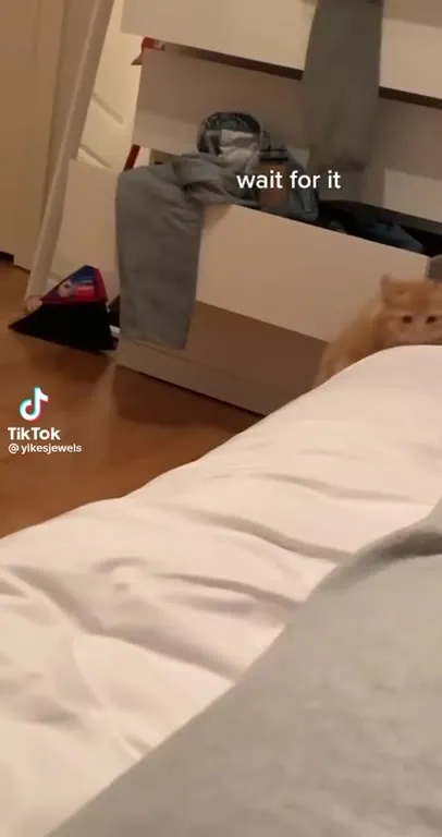 Wait for the Kitten Cuddle