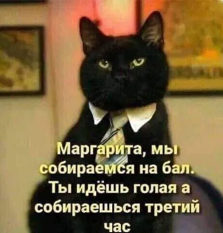 Кот собирается на бал