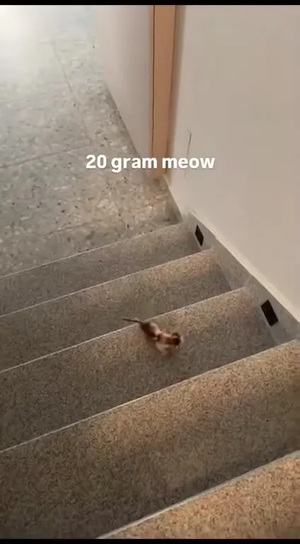 20 Gram Meow Runs Upstairs