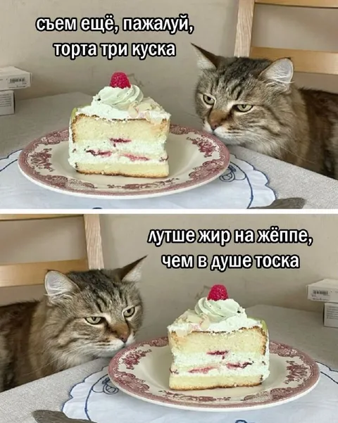 Кот выбирает торт вместо тоски